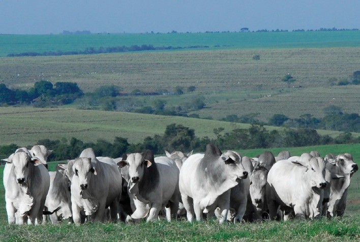 Valor Bruto da Produção bovina sinaliza queda de 9,3% em julho de 2023