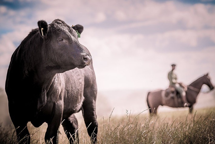 Calculadora ajuda produtor a escolher melhores cruzamentos na pecuária
