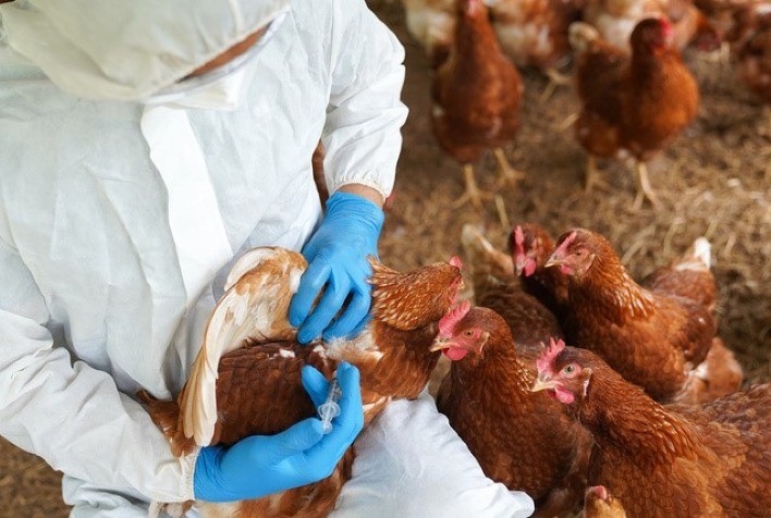 Como o Brasil está se preparando para enfrentar a Influenza Aviária