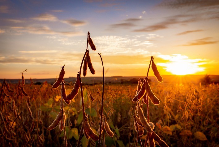 No preparo para o início da safra 2023/24 de soja, a escolha do fungicida é fundamental para o controle das principais doenças na cultura