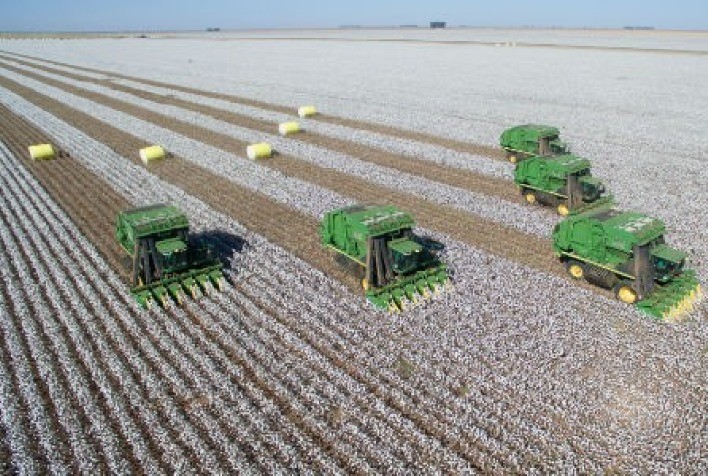 Produtividade do algodão é promissora