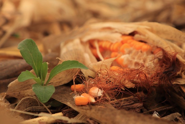 Atraso na colheita do milho segunda safra pode reduzir período de entressafra e dificultar manejo de plantas daninhas