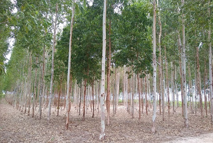Pesquisa seleciona árvores para a indústria moveleira do Ceará