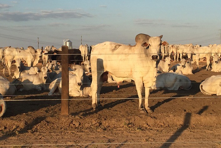 Preço médio do boi gordo apresentou queda superior a 21% em julho último, considerando a média do ano passado