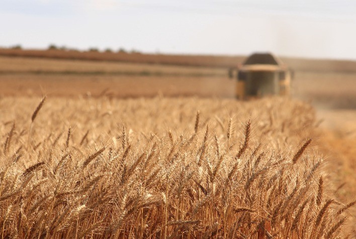 StoneX reduz previsão de safra de trigo do Brasil, mas ainda vê recorde