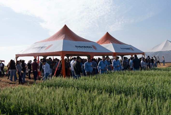 Evento técnico apresenta novas tecnologias em trigo