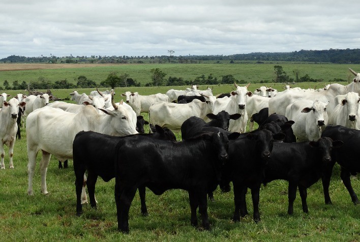 Ciclo pecuário: pecuarista precisa investir agora para garantir lucro com bezerros de 2025