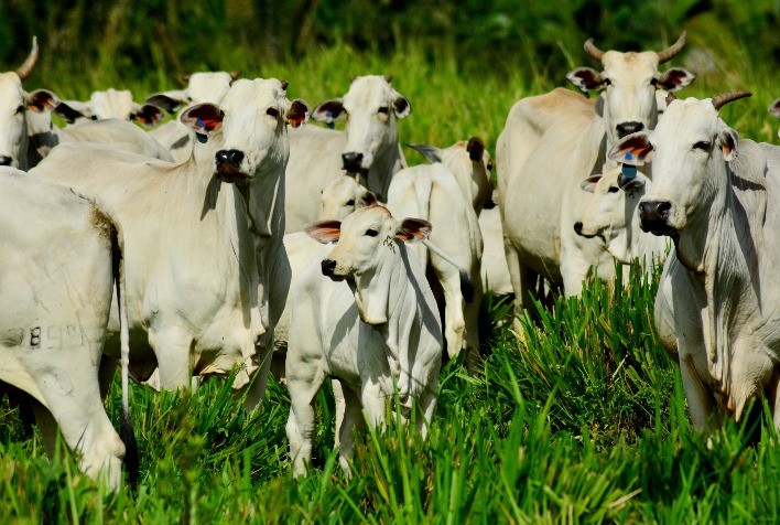 Ação on-line vai oferecer descontos de até 54% em genética bovina