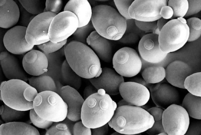 Pesquisadores rastreiam a dinâmica da população de leveduras usada na produção de bioetanol