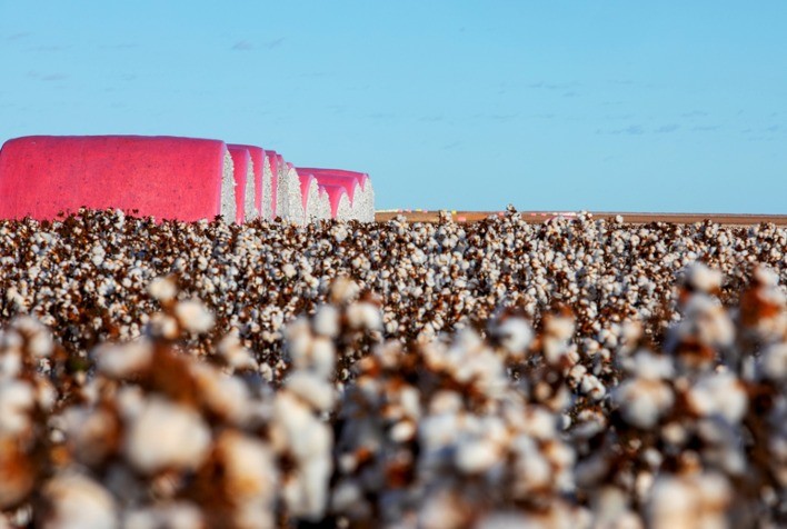 Algodão: Preços seguem firmes no BR