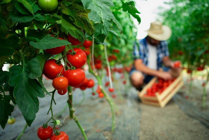 Tomate: regiões já encerram primeira parte da safra de inverno