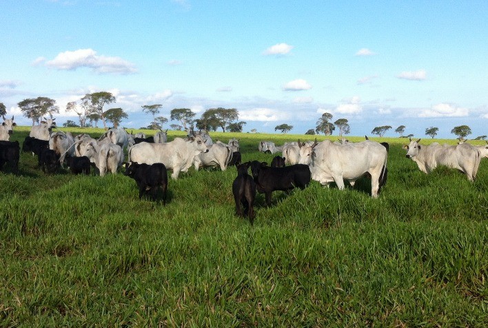 Pecuaristas seguem absorvendo baixas de preço no decorrer de agosto