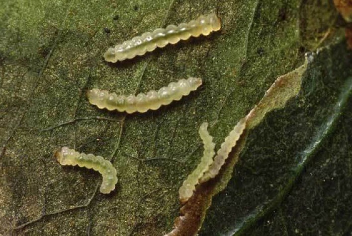 Café: manejo simultâneo de bicho-mineiro e da broca são diferenciais para a produtividade