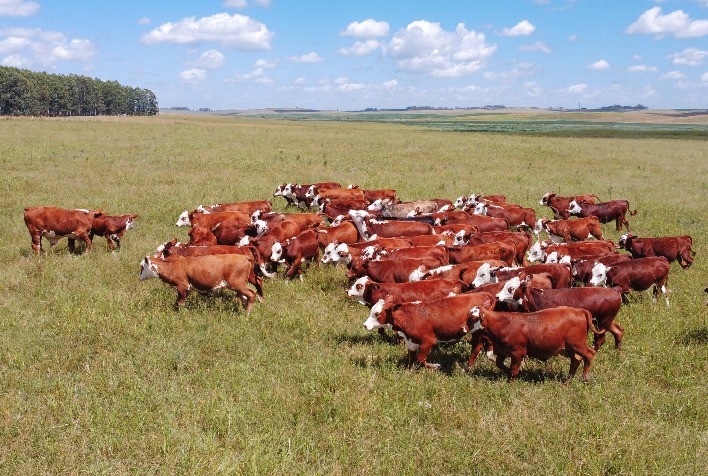 Estância Luz de São João colocará à venda genética superior da raça Braford