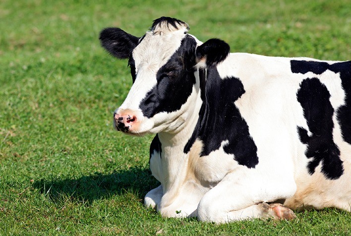 Metrite em vacas leiteiras impacta na reprodução e requer atenção dos pecuaristas