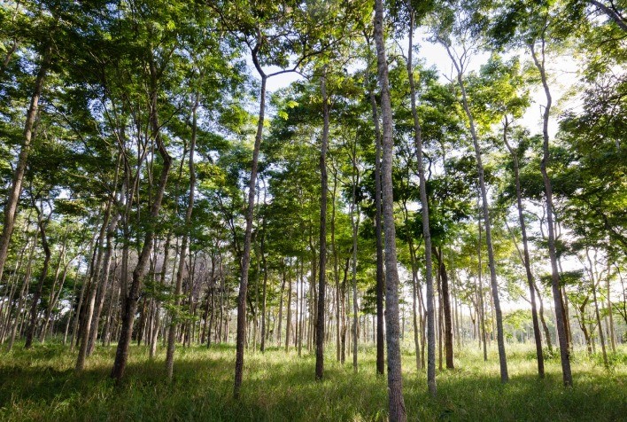 Projeto de pesquisa sobre árvores nativas da Amazônia e Mata Atlântica recebe doação de US$ 2,5 milhões do Bezos Earth Fund