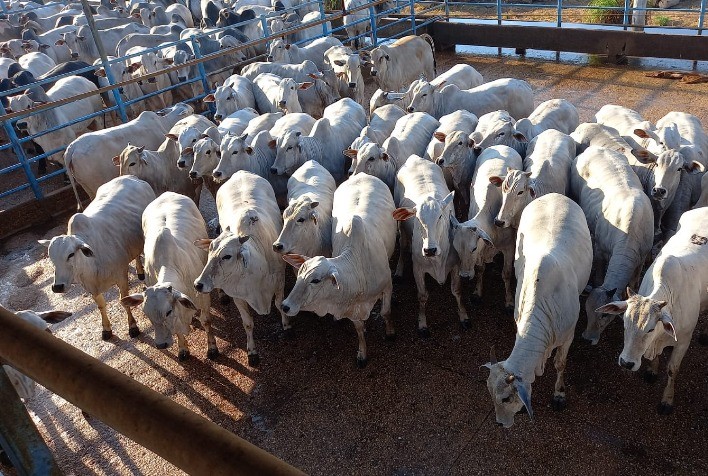Peso e cobertura de gordura são destaques do Circuito Nelore de Qualidade em Água Boa (MT), que avaliou 408 animais