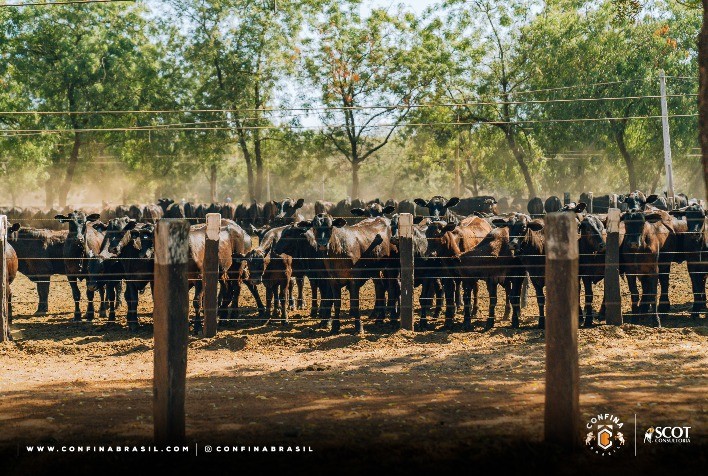 Confina Brasil identifica criação de gado de origem espanhola, investimento em nutrição, tecnologia e sustentabilidade em visitas ao Mato Grosso