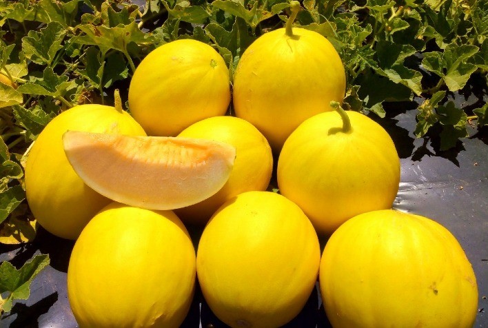 Melão: Alta na exportação impulsiona preço em território nacional