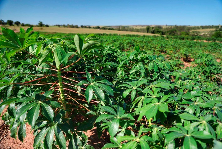 Paraná lidera produção de mandioca industrial e é importante fornecedor do produto para mesa
