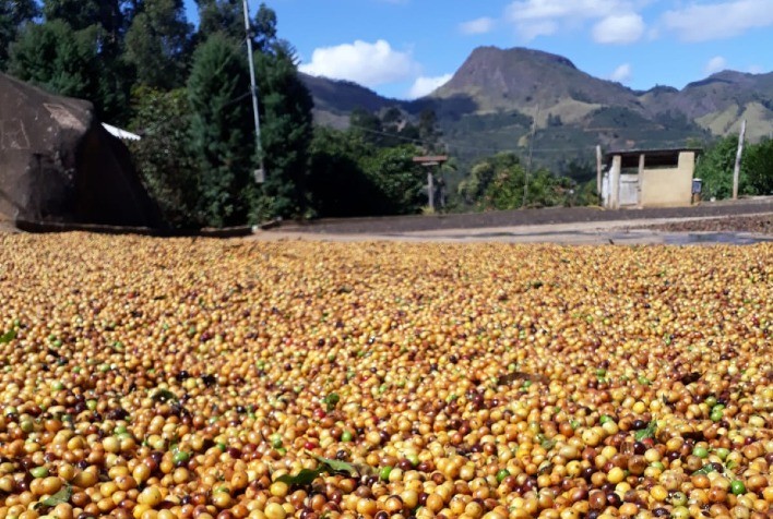 Cafeicultores de Pedra Bonita comemoram 1ª exportação