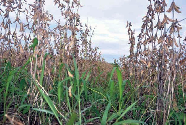 A adoção de sistemas integrados potencializa a intensificação agrícola