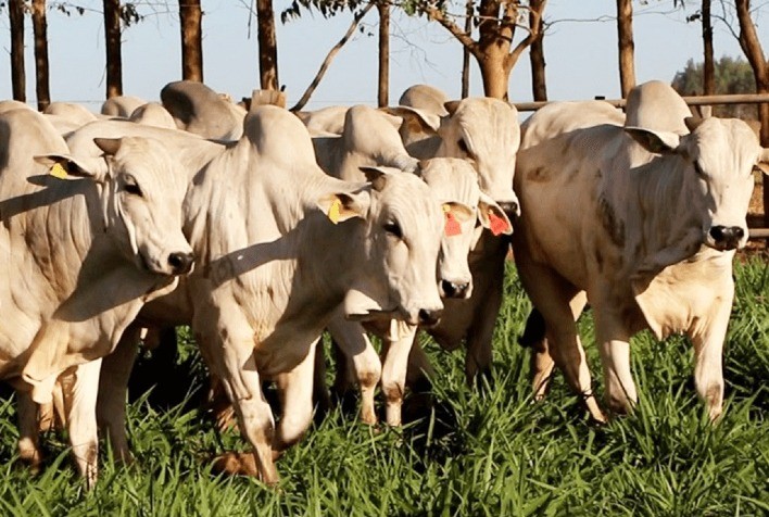 AgroApp lança novo tutorial voltado para comercialização na pecuária