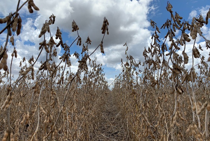 Soja sobe forte nesta 2ª em Chicago, se apoiando nas preocupações com o clima no Corn Belt