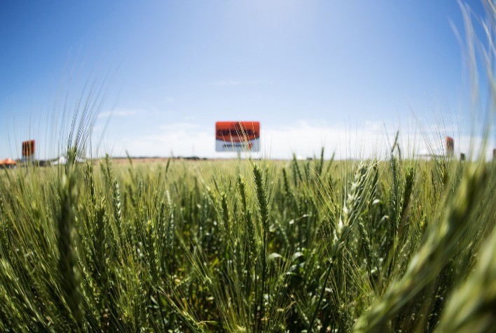 AGRO: Quinze cultivares de trigo vão ser lançadas no Show Rural de Inverno