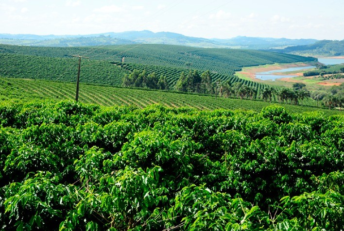 Cafés do Brasil são cultivados em 35 regiões produtoras no país