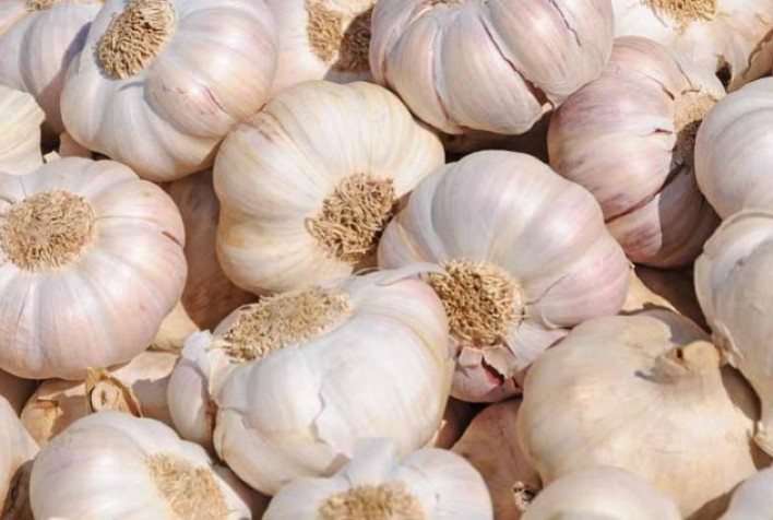 Epagri/Cepa atualiza estimativas da safra de inverno e mostra aumento na área plantada de cebola e diminuição na de trigo e de alho