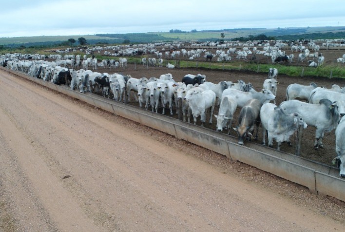Aumenta confinamento de gado em Mato Grosso mas é menor em relação ano passado