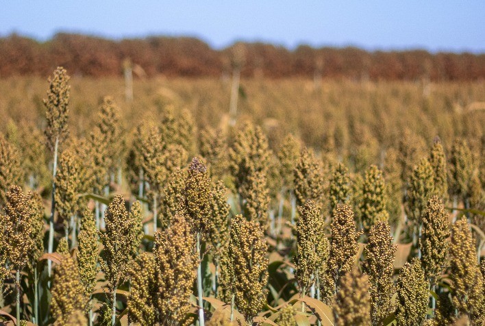 Boa Safra adiciona sorgo ao seu portfólio de sementes
