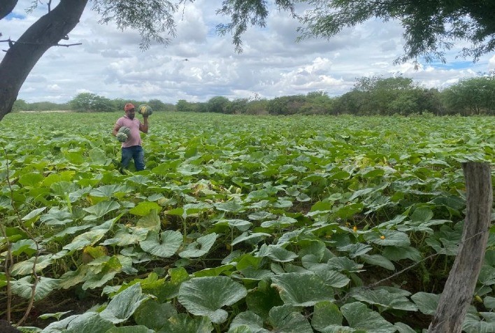 Ações de pesquisa fortalecem cultivo de variedades crioulas de abóbora e inhame em Alagoas