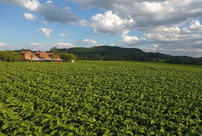 Safra de tabaco 2022/2023 fecha em 605.703 toneladas