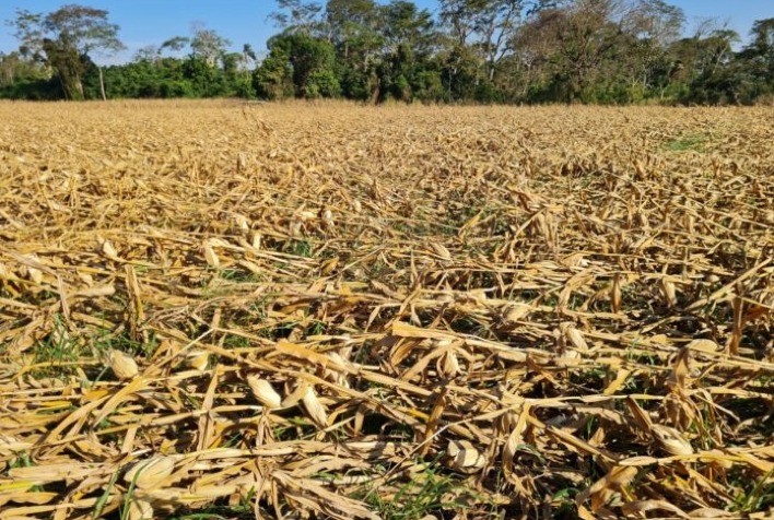 Famasul alerta para dificuldades na colheita do milho após ventania que tombou lavouras no MS