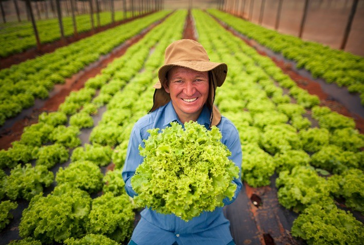 Boletim da Conab aponta para queda de preços da alface, batata e cebola nas Ceasas