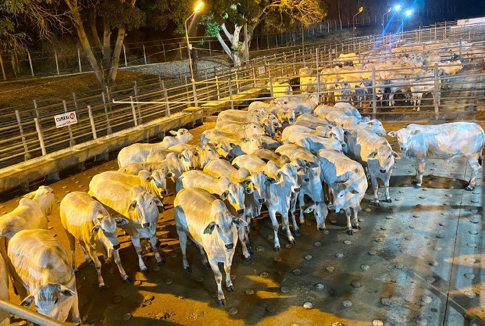 Colatina (ES) recebe a sétima etapa nacional do Circuito Nelore de Qualidade 2023