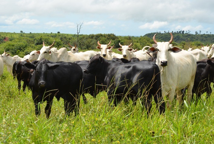 Preço médio diário da arroba do boi gordo absorve involução de 18,1% no decorrer de agosto