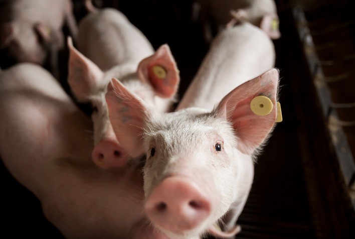 Suíno vivo: preço médio diário apresenta, no momento, involução de 1,6%