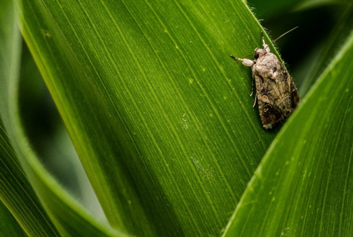 Oxitec apresenta solução biológica para controle da lagarta-do-cartucho no XV Encontro Técnico Algodão