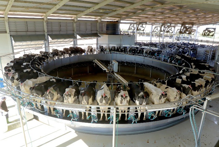 Importação de leite pelo Brasil recua em julho