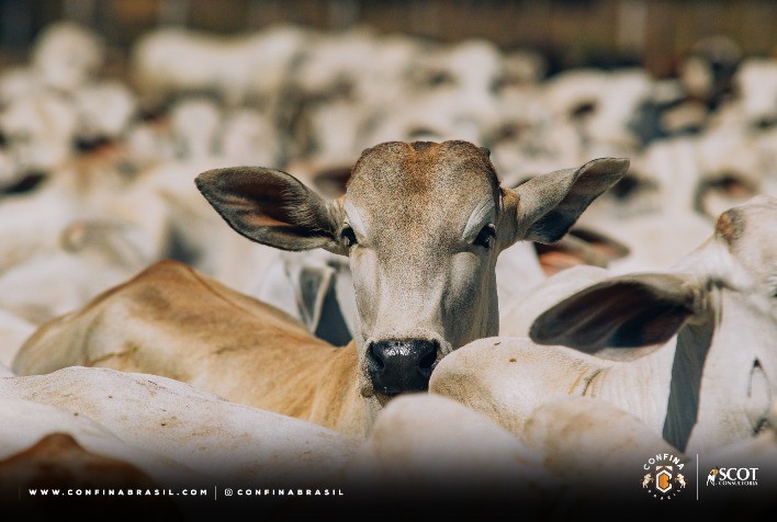 Confina Brasil 2023: pecuária intensiva do Tocantins se destaca por confinamentos bem estruturados e rebanhos com boa genética
