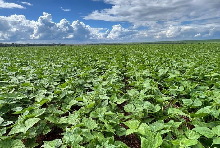 Tecnologias biológicas e coinoculação chegam a dobrar produtividade de lavouras de feijão