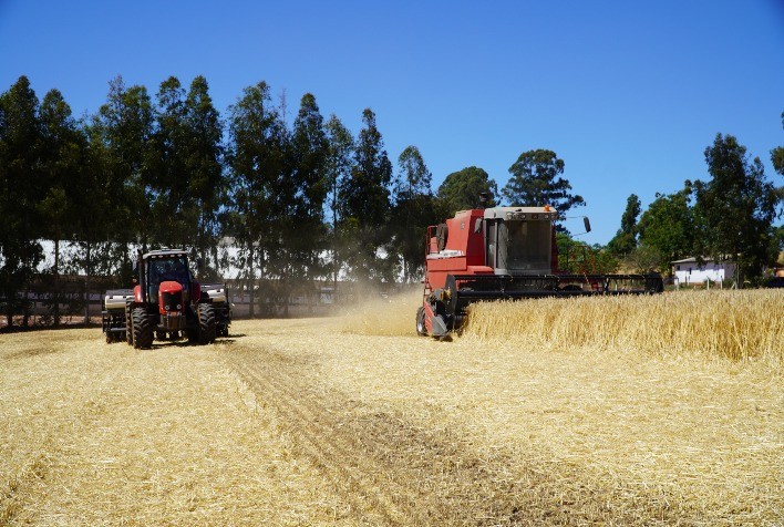 Diversificação de cultivos na metade Sul do RS gera novas oportunidades