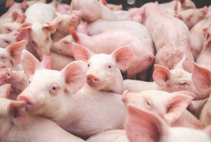 A Imunonutrição garante um desmame sem estresse e auxilia melhor resposta imune em leitões