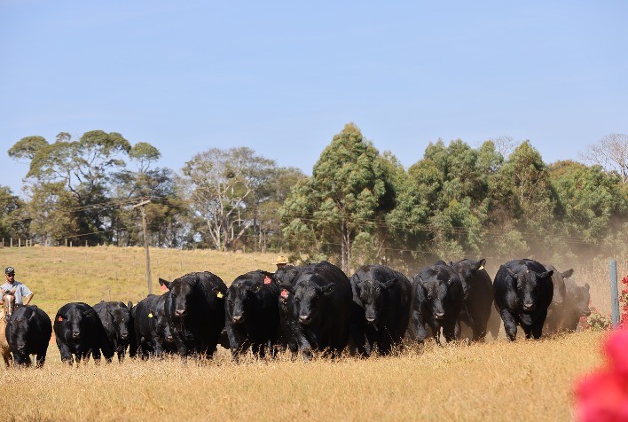 9º Leilão de Primavera Casa Branca coloca à venda a melhor genética das raças Angus, Brahman e Ultrablack