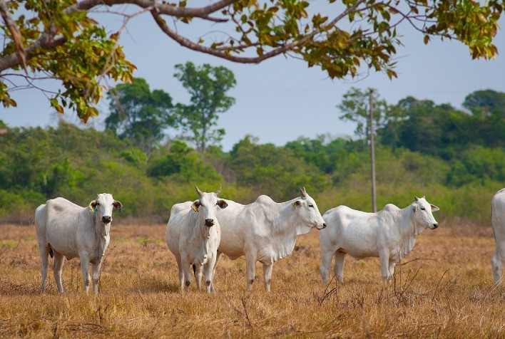 Suplementação estratégica de bovinos na seca