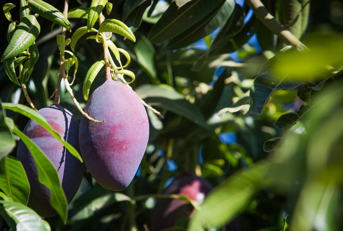 A produção da fruta no país deve aumentar em 22,9% na próxima década, segundo o Mapa