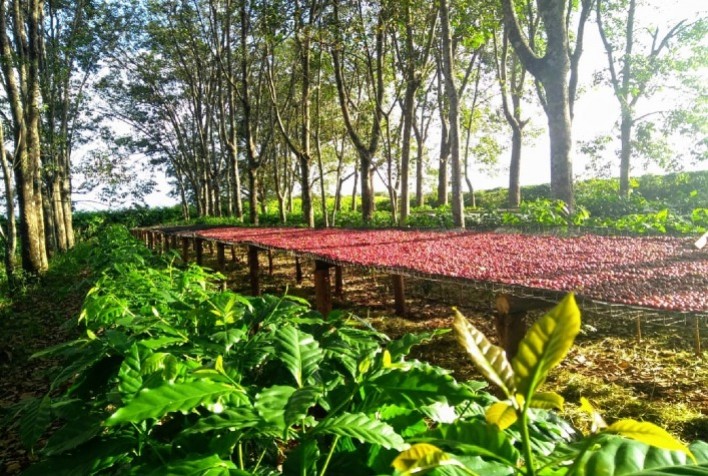 Cuidados no pós-colheita preservam rentabilidade do grão de café
